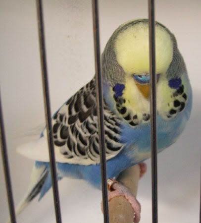 AAturnleysbirds028.jpg