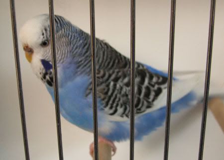 AAturnleysbirds034.jpg