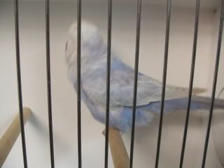 AAturnleysbirds038.jpg