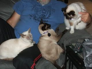 CATS008.jpg