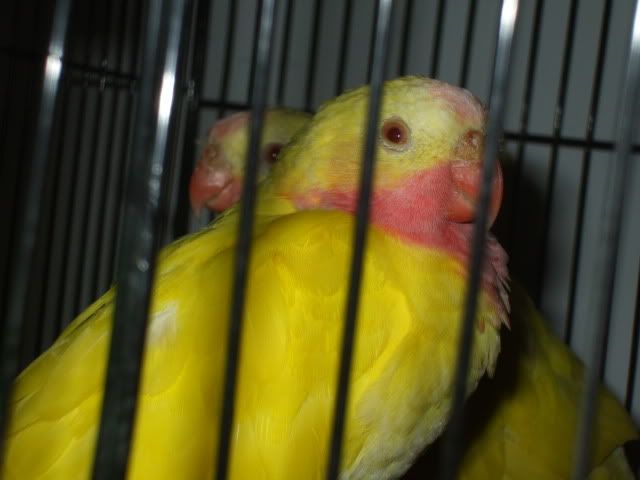 DSCF0133.jpg
