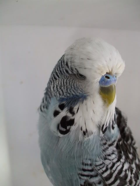 DSCF0437.jpg