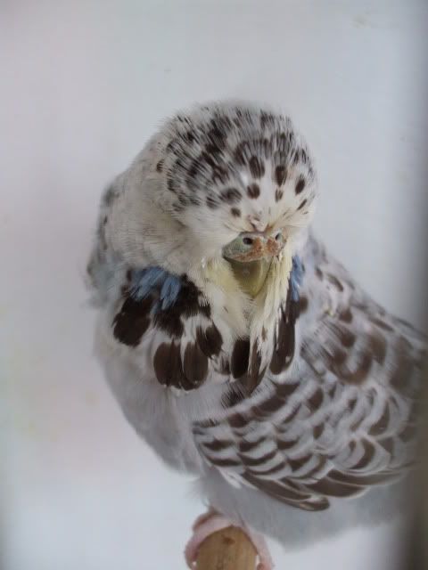 DSCF0447.jpg