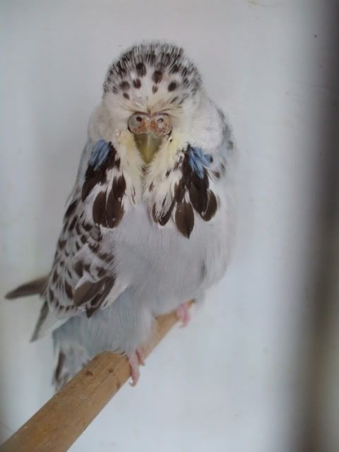 DSCF0453.jpg