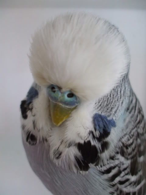 DSCF0461.jpg