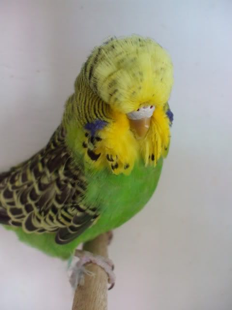 DSCF0503.jpg