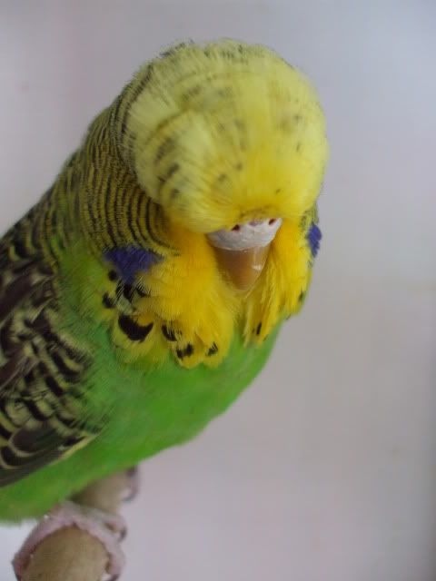 DSCF0508.jpg
