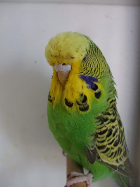 DSCF0525.jpg