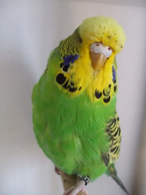 DSCF0526.jpg