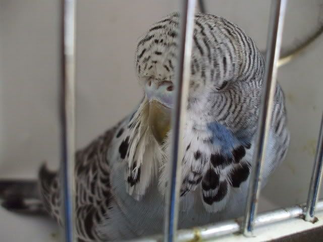 DSCF0534.jpg