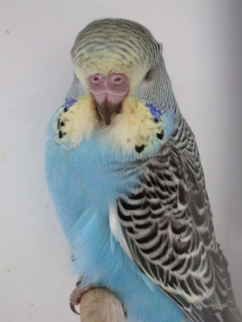 DSCF0589.jpg