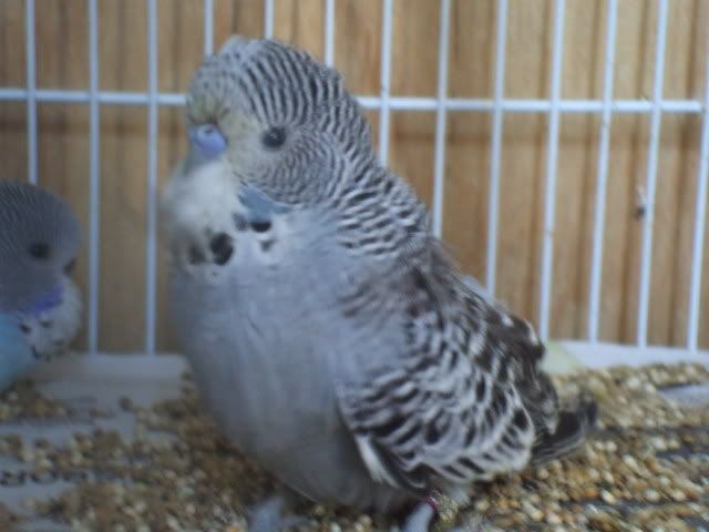 DSCF0609.jpg