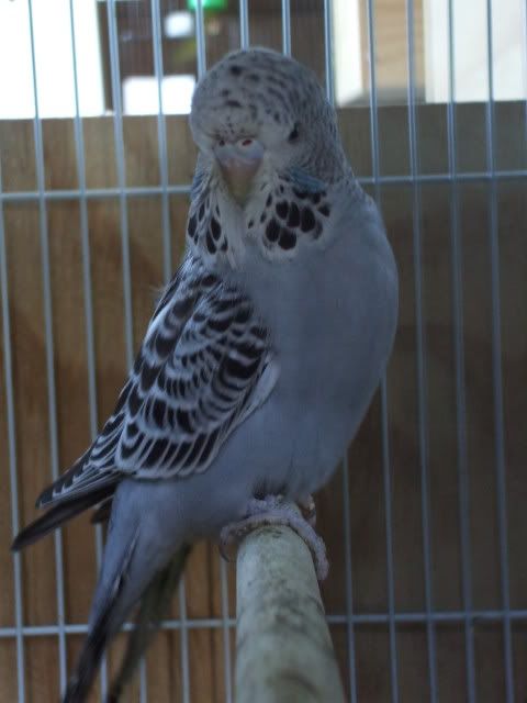 DSCF0616.jpg
