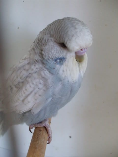 DSCF0690.jpg