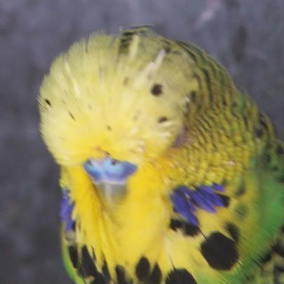 Budgie Moulting