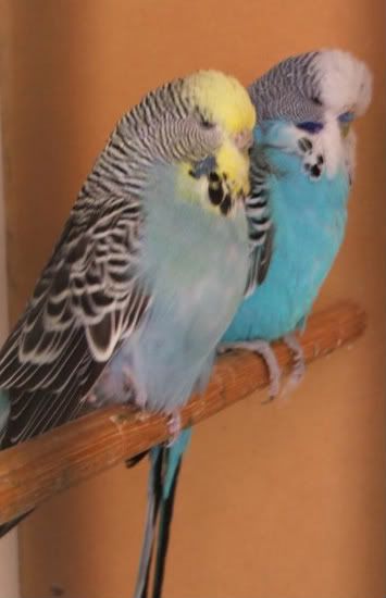 DSCF5253.jpg