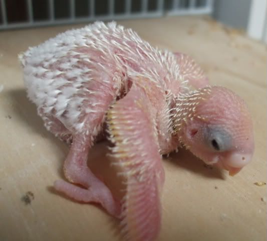 DSCF5486.jpg