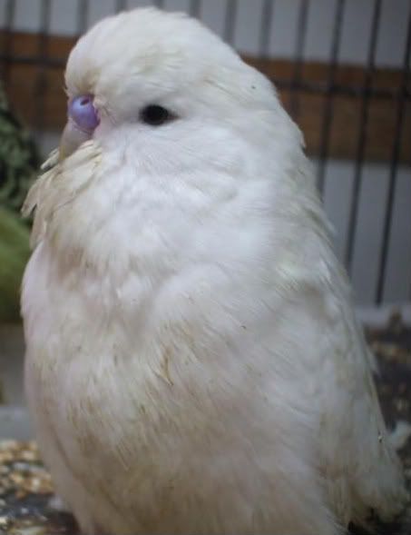 DSCF6031.jpg