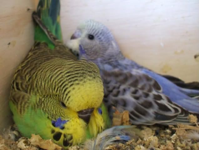 DSCF6153.jpg