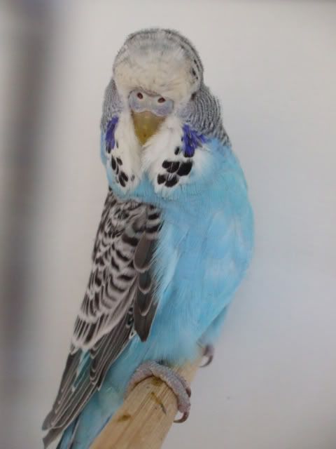 DSCF6354.jpg