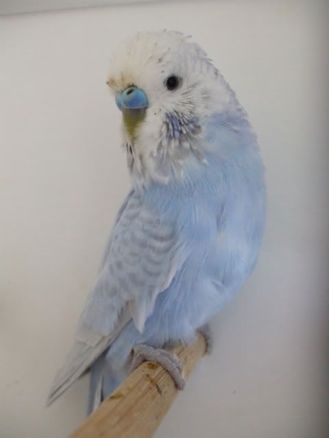 DSCF6355.jpg