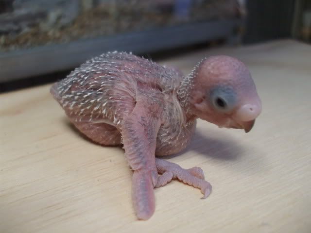 DSCF6402.jpg