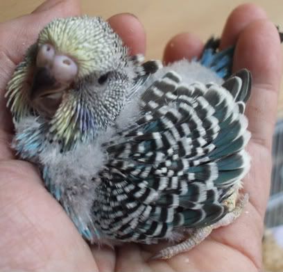DSCF7021.jpg