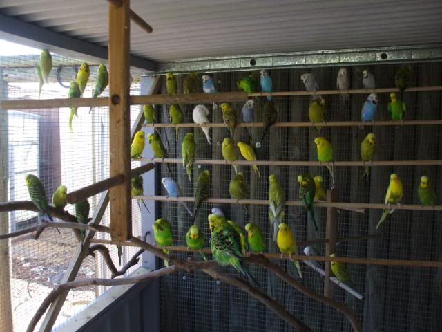 aviary perches