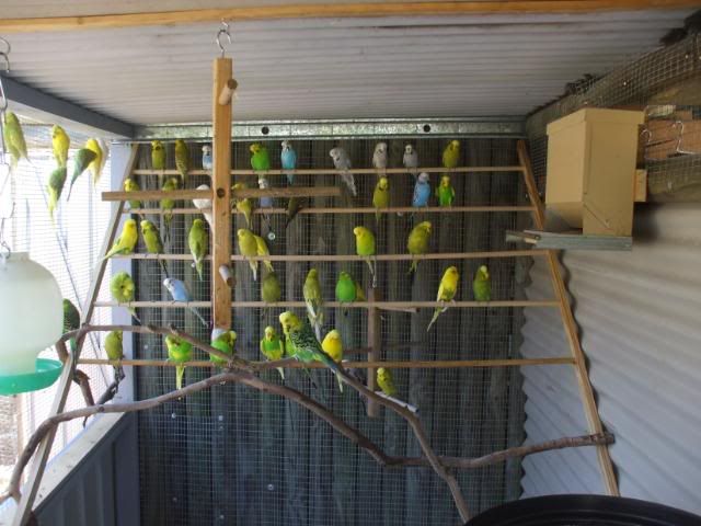 aviary perches