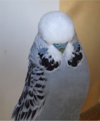 DSCF7971.jpg