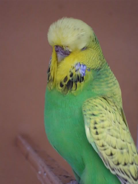 DSCF8106.jpg