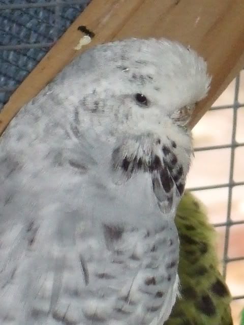 DSCF8278.jpg