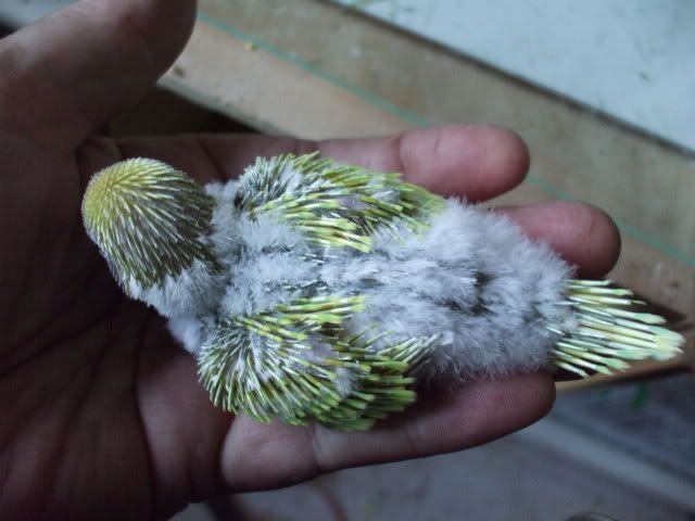 DSCF8656.jpg