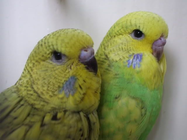 DSCF8958.jpg