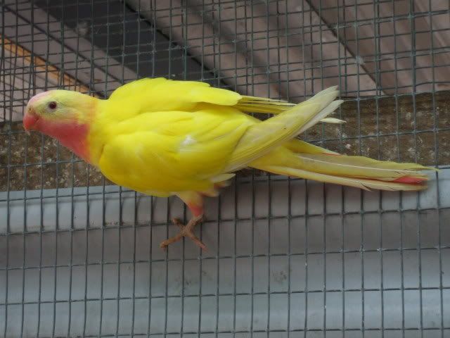 DSCF9043-1.jpg