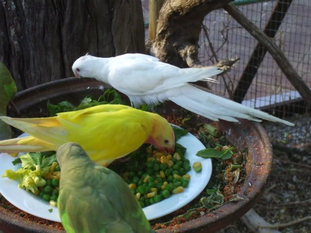 DSCF9062.jpg