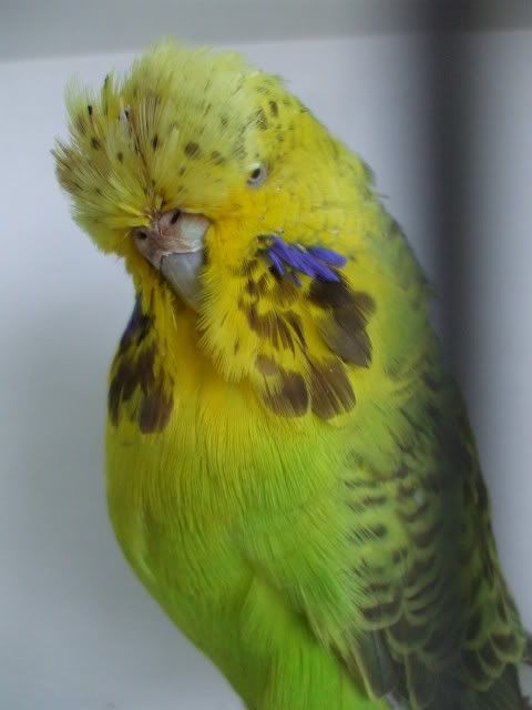 DSCF9331.jpg