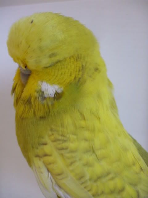DSCF9376.jpg
