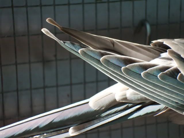 DSCF9479.jpg