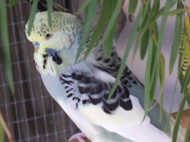DSCF9689.jpg