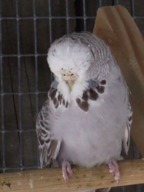 DSCF9723.jpg