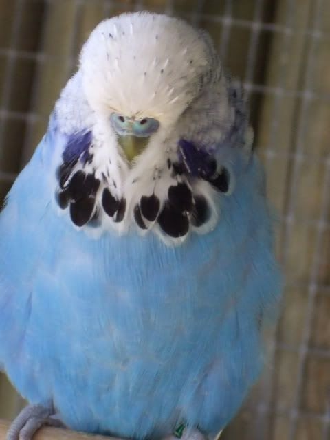 DSCF9726.jpg