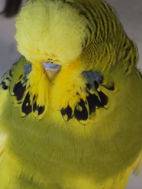 DSCF9729.jpg