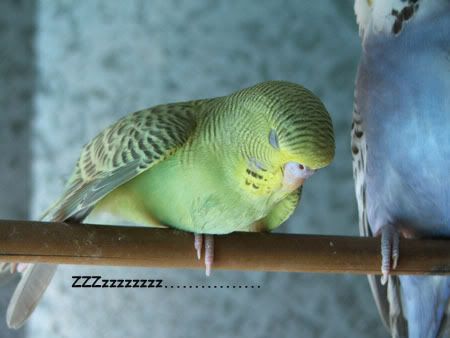 aaa-budgies245.jpg