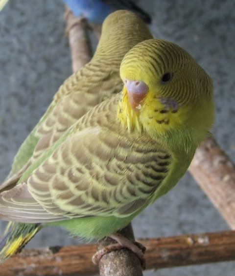 aaa-budgies270.jpg