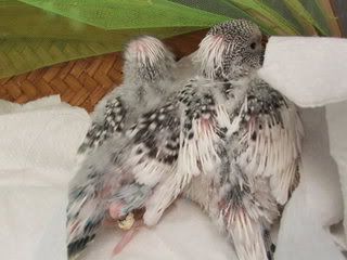 aprilbudgies0443.jpg