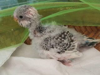 aprilbudgies0444.jpg