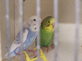 aprilbudgies075.jpg