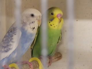 aprilbudgies076.jpg