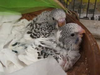 aprilbudgies082.jpg